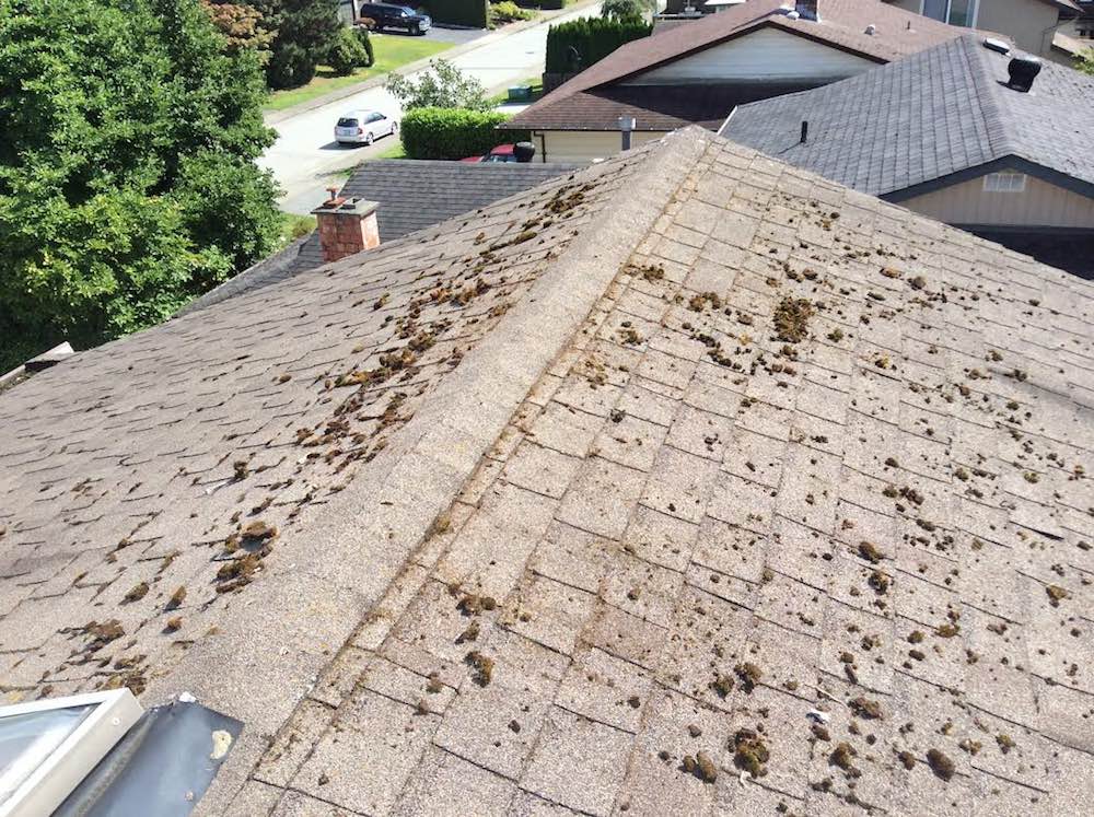 Restore Your Roof's Beauty with Expert Surrey Roof Cleaning